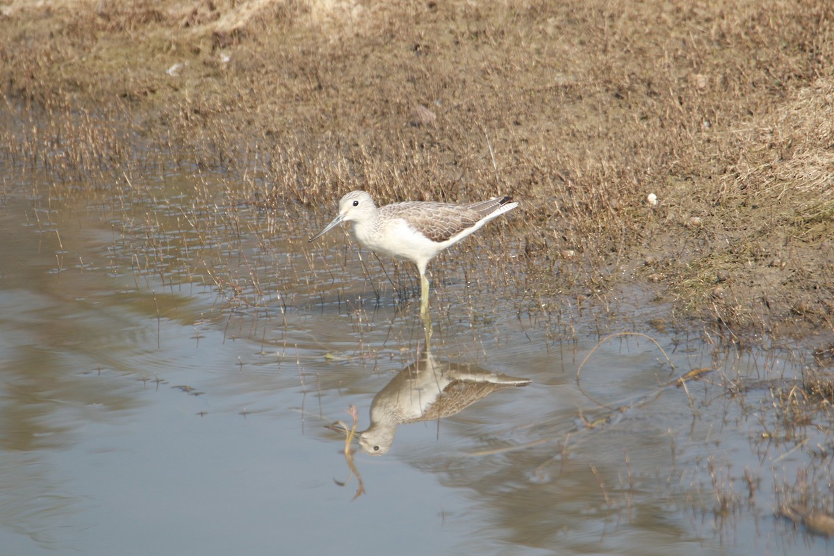 Коловодник великий - ML647830707