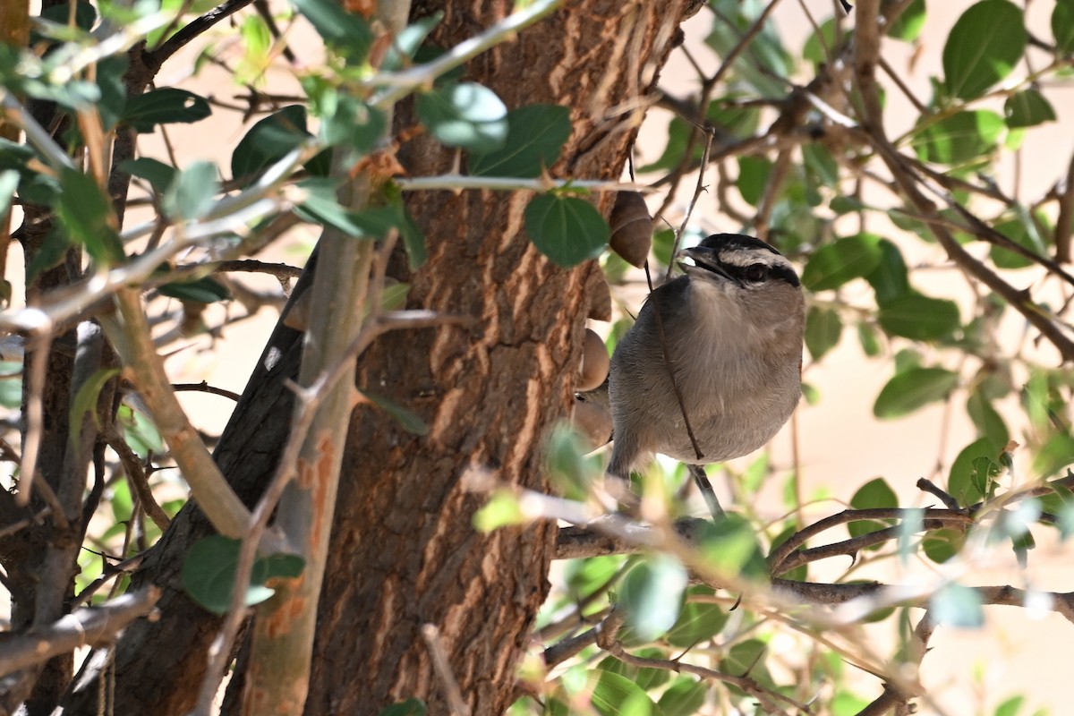 Чагра велика - ML647830708