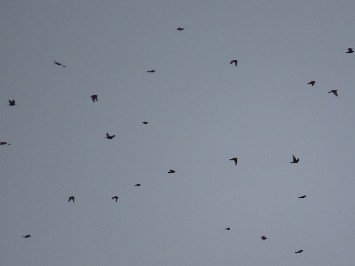 Щеврик американський - ML647830709