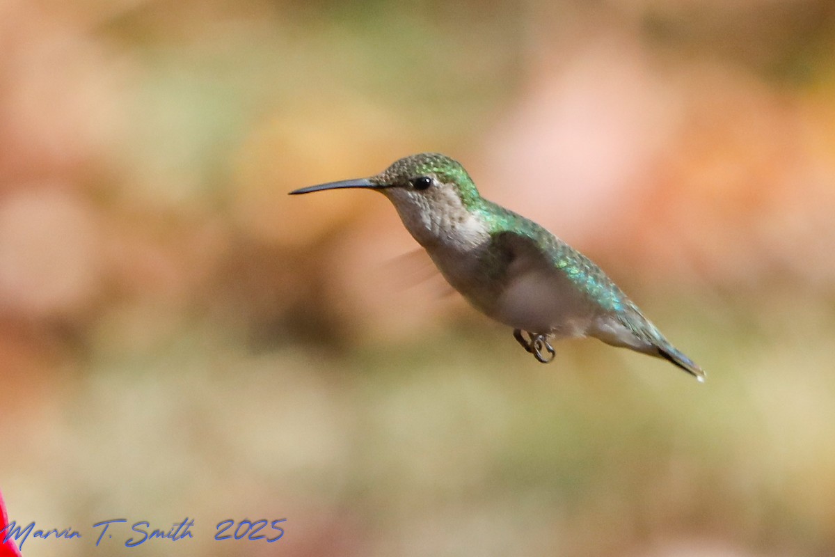 Рубиновогорлый колибри - ML647830713