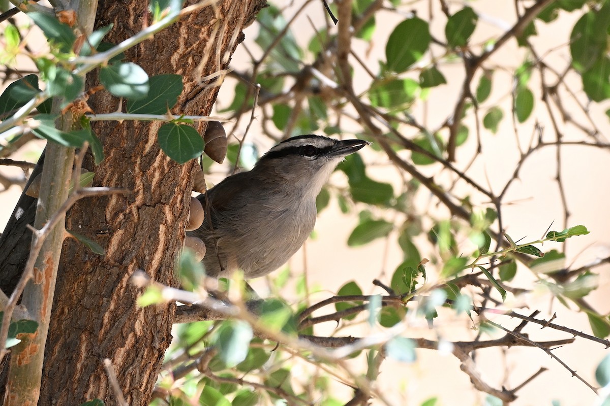 Чагра велика - ML647830714