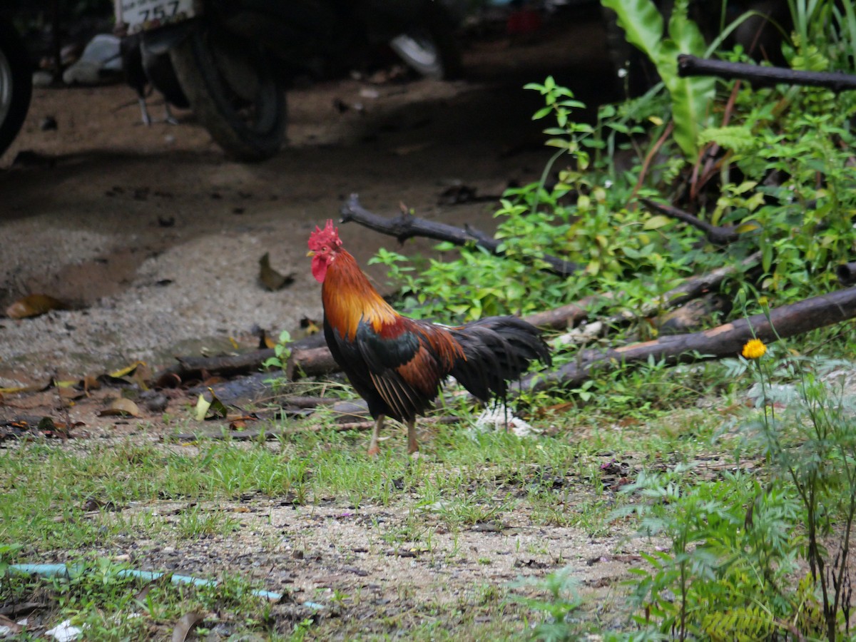 Курка банківська - ML647830715