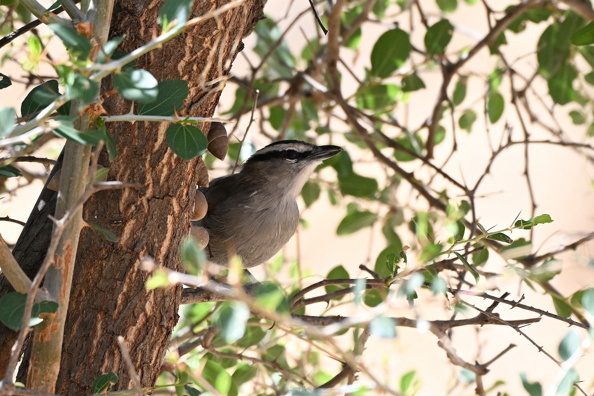 Чагра велика - ML647830716