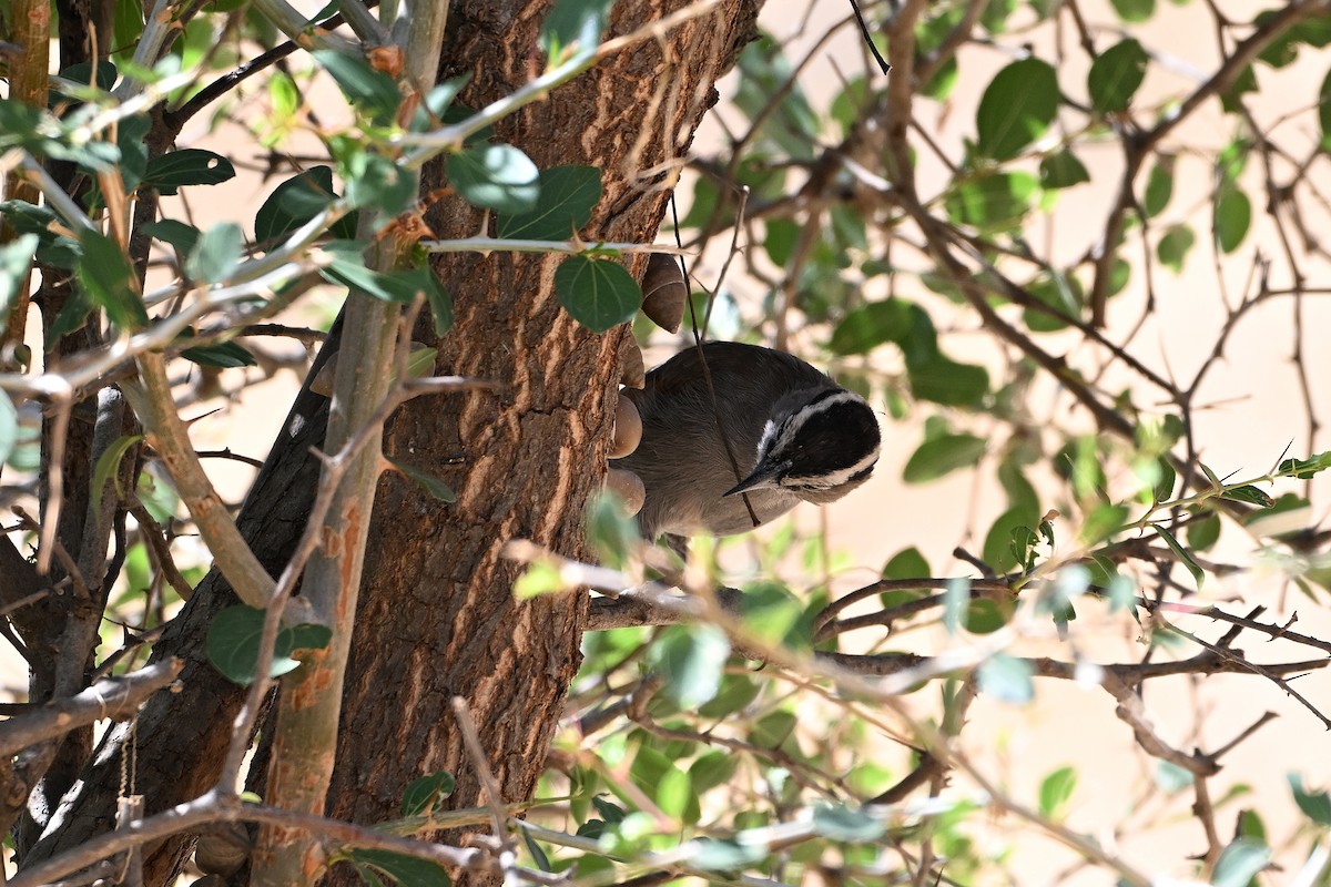 Чагра велика - ML647830717