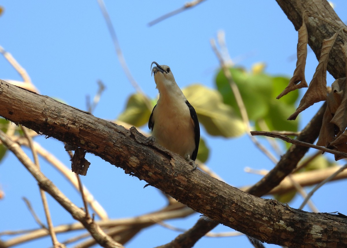 Ванга серподзьоба - ML647830718