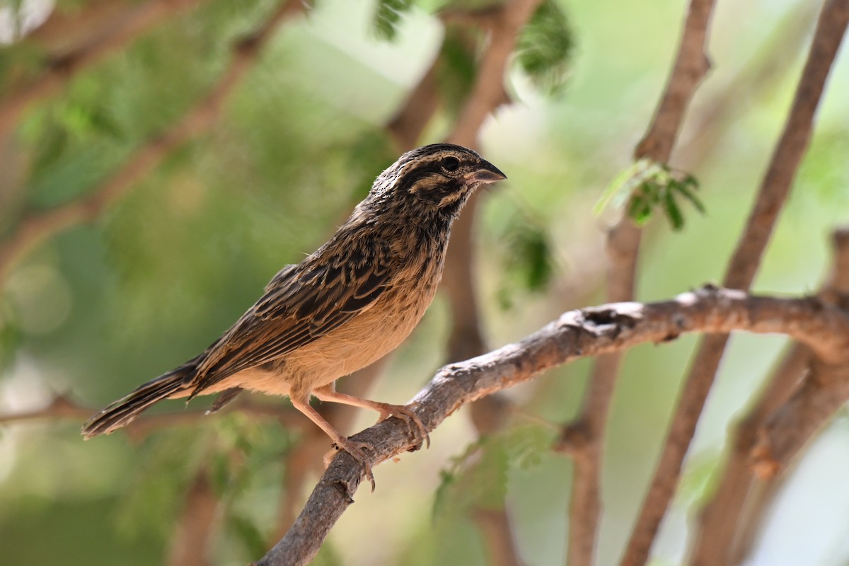 Вівсянка каштанова - ML647830722