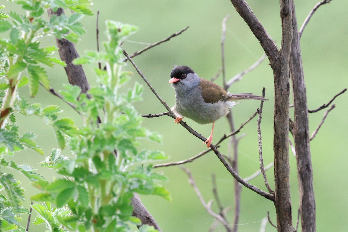 Bush Blackcap - ML647830725