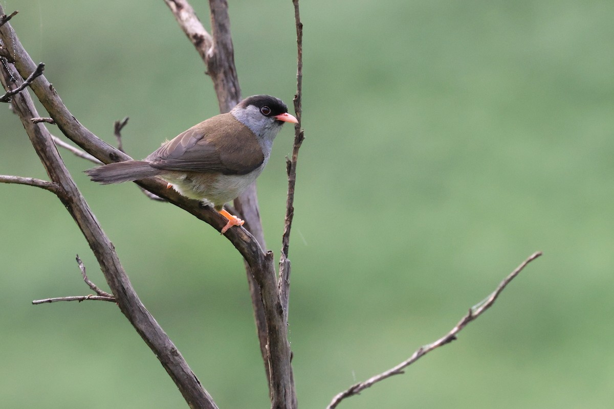 Bush Blackcap - ML647830726