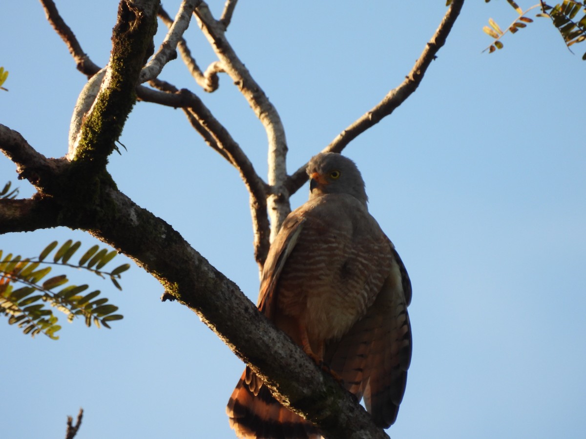 Канюк великодзьобий - ML647830731