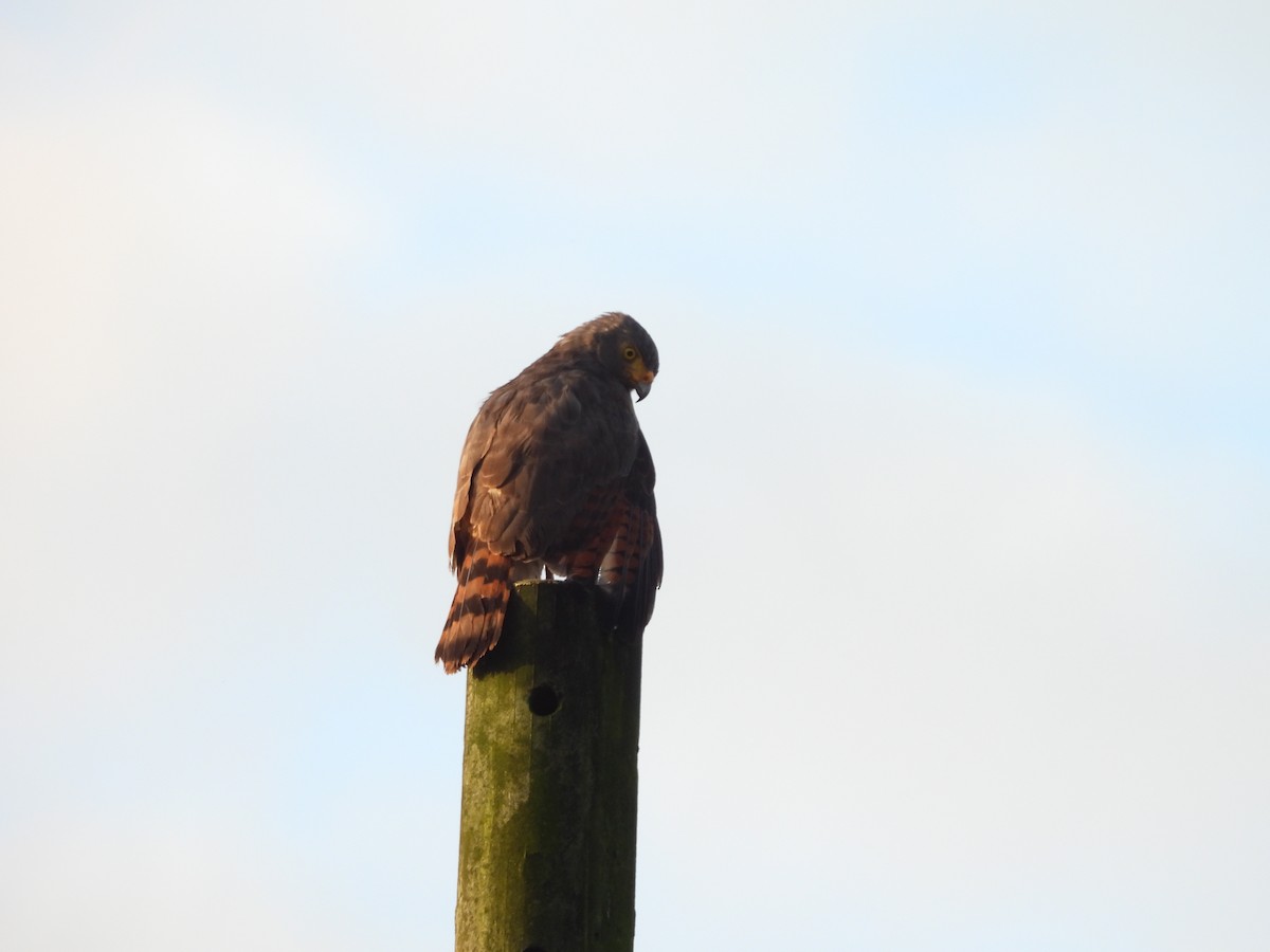 Канюк великодзьобий - ML647830732