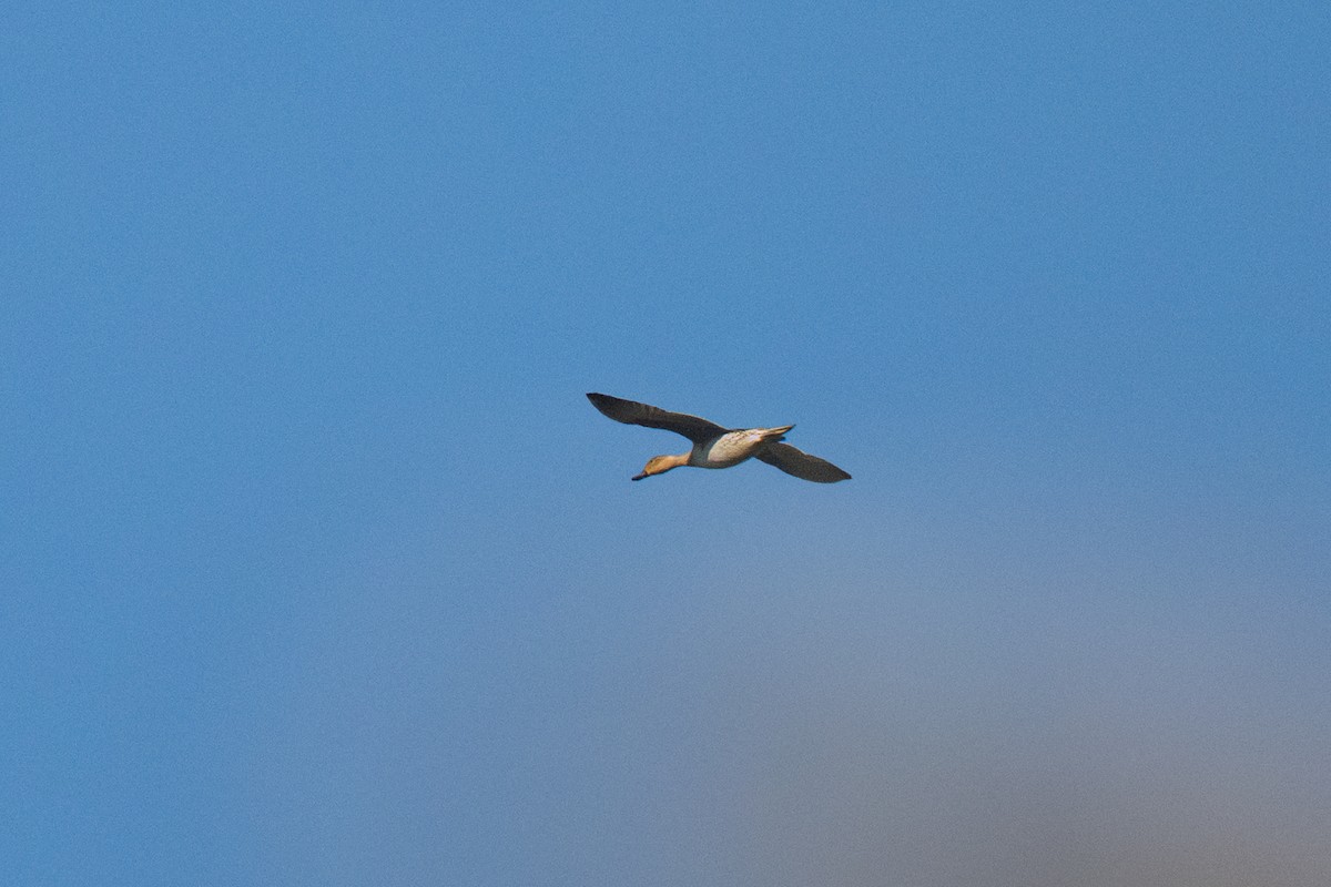 Шилохвіст північний - ML647830733