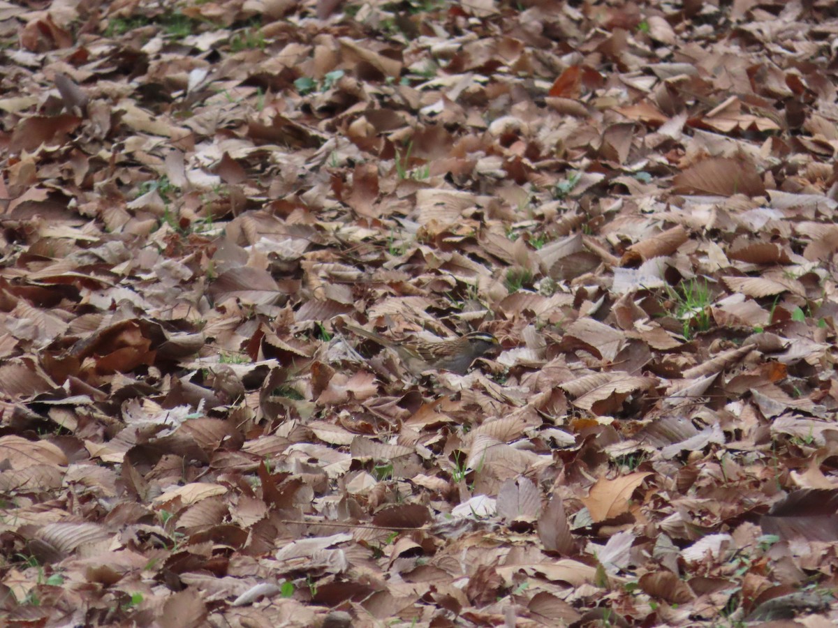 Бруант білогорлий - ML647830734