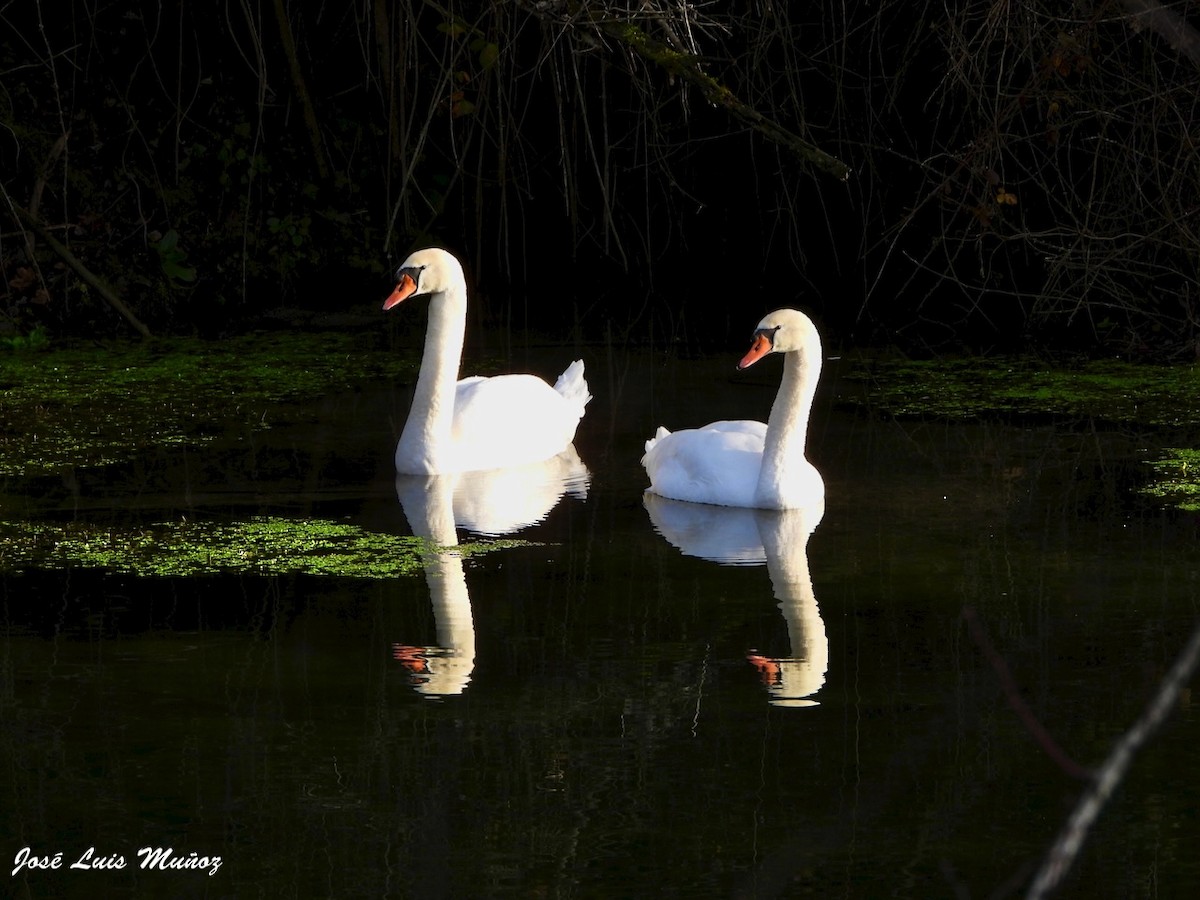 Лебідь-шипун - ML647830735