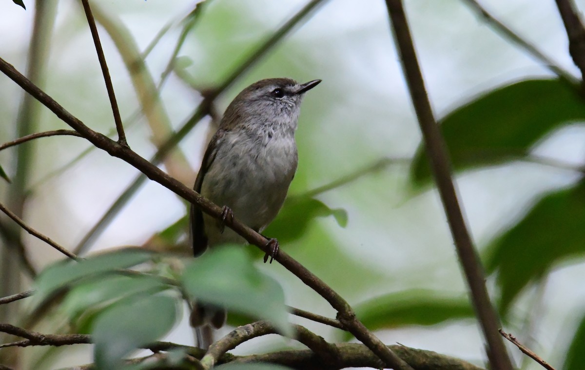 Ріроріро бурий - ML647830736