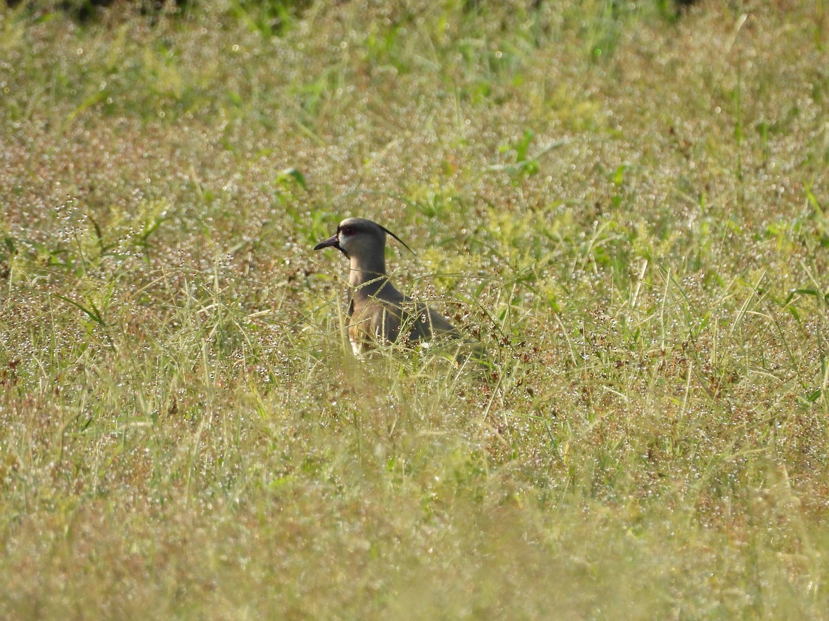 Чайка чилійська - ML647830738