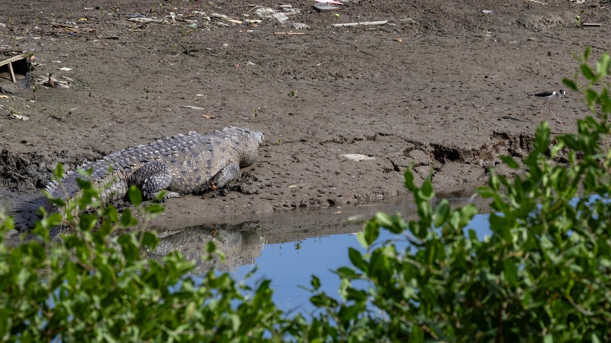 Кулик-довгоніг американський - ML647830740