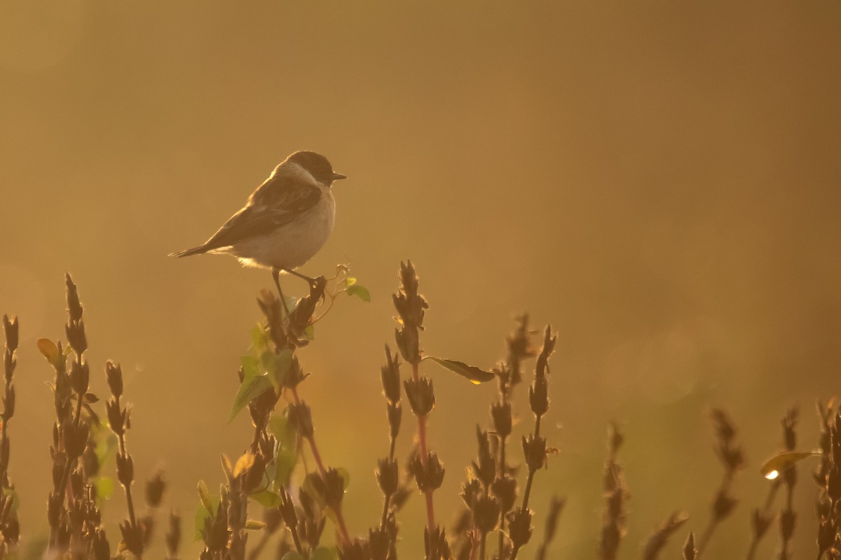 bramborníček sibiřský - ML647830749
