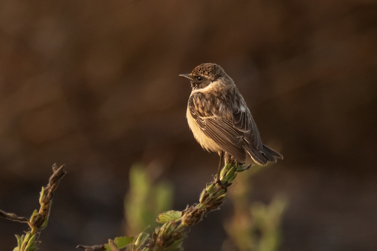 bramborníček sibiřský - ML647830750