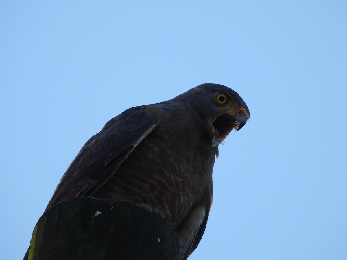 Roadside Hawk - ML647830755