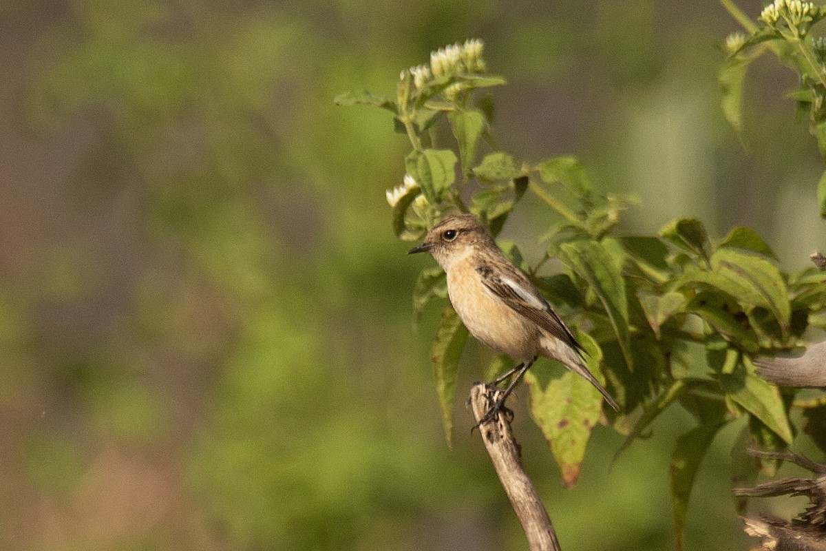 bramborníček sibiřský - ML647830758