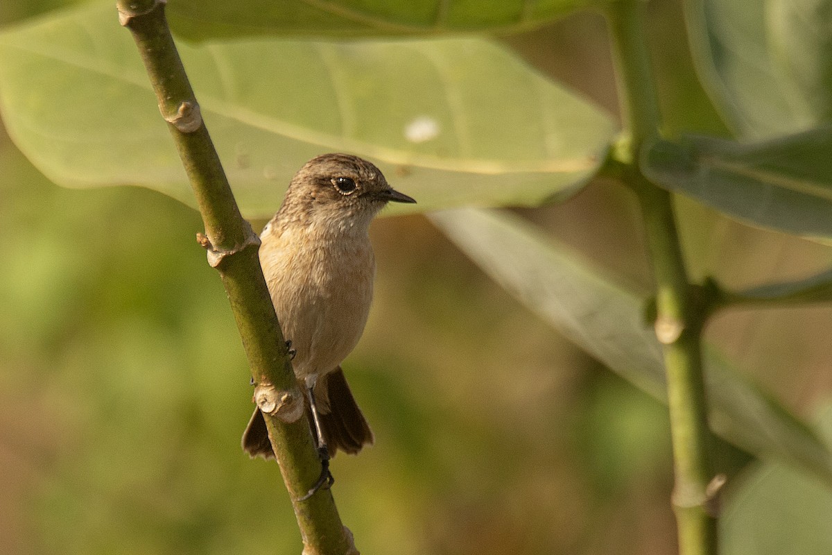 bramborníček sibiřský - ML647830759