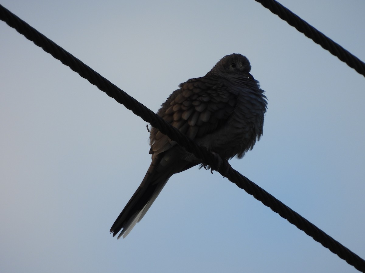 Inca Dove - ML647830764