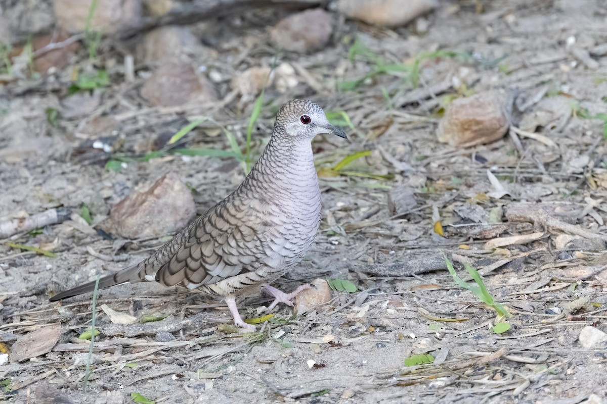Inca Dove - ML647830768