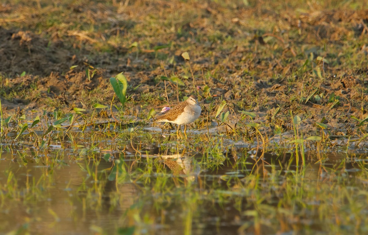 vodouš bahenní - ML647830783