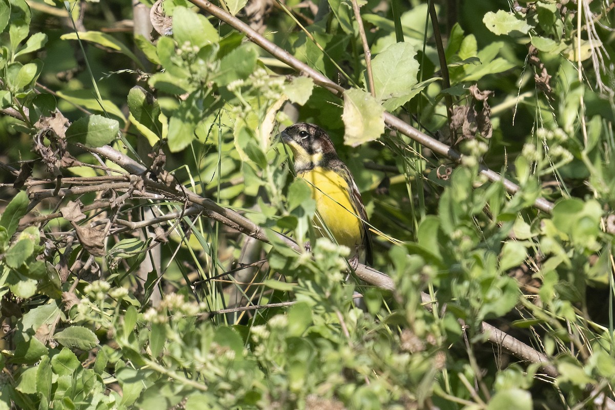 Вівсянка лучна - ML647830799