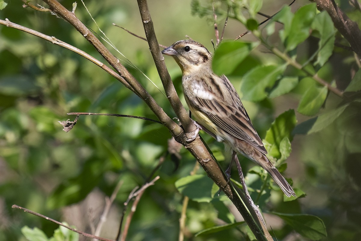 Вівсянка лучна - ML647830804