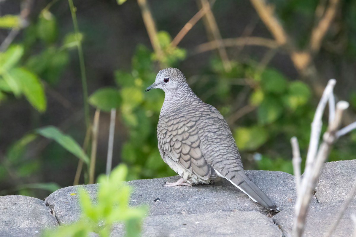 Inca Dove - ML647830831