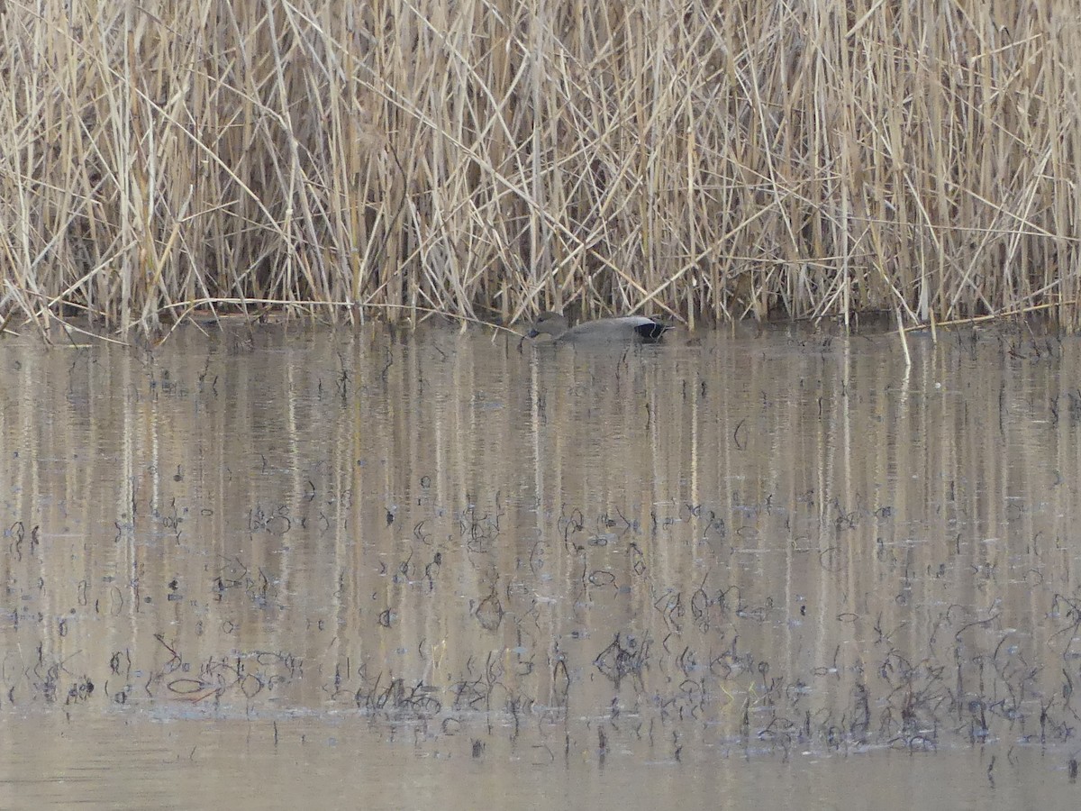 オカヨシガモ - ML647830833