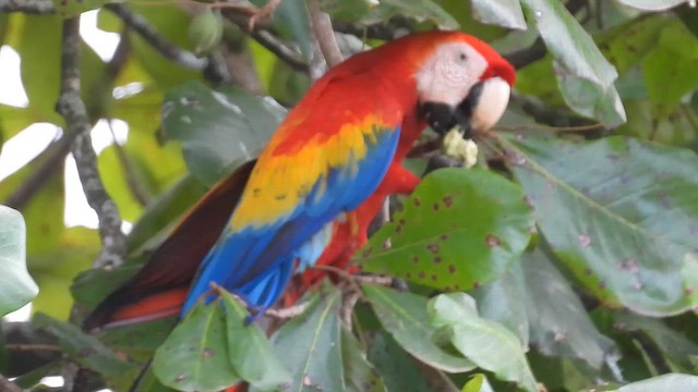 Scarlet Macaw - ML647830838