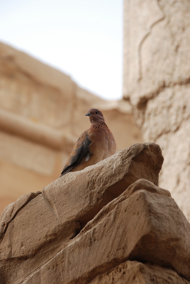 Laughing Dove - ML647830855