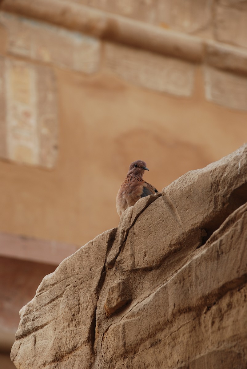 Laughing Dove - ML647830856