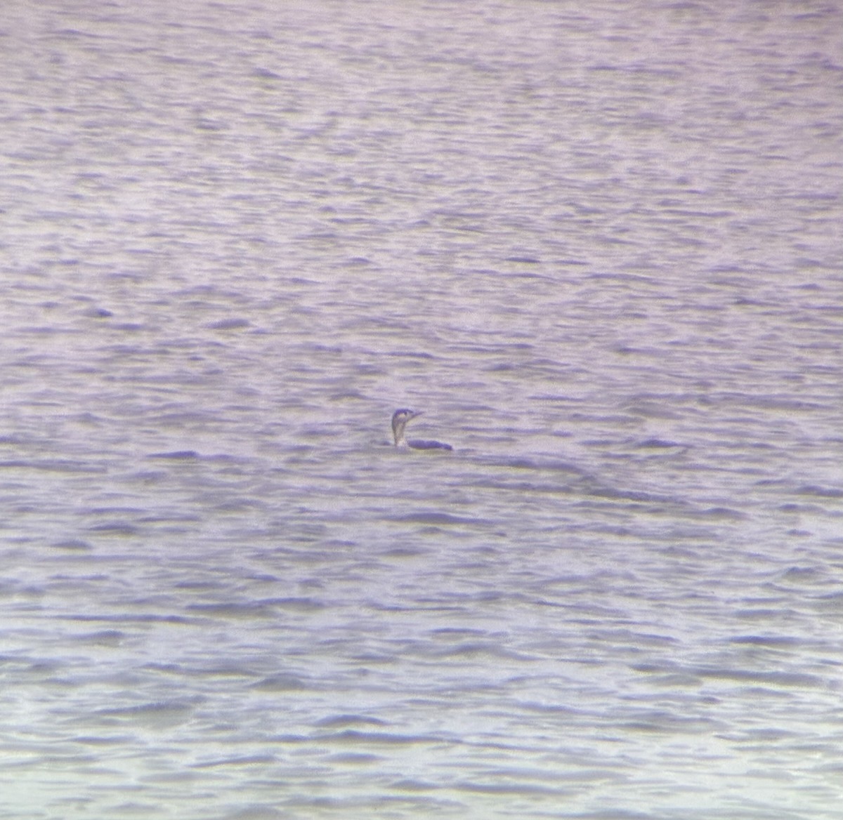 צוללן אדום-גרון - ML647830870