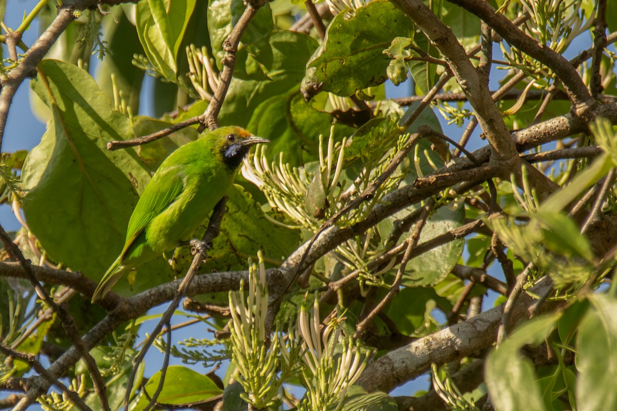 Golden-fronted Leafbird - ML647830871