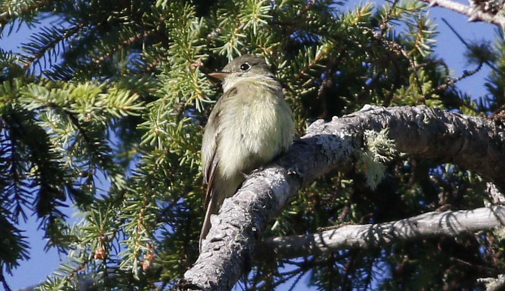 Yellow-bellied Flycatcher - Gary Jarvis