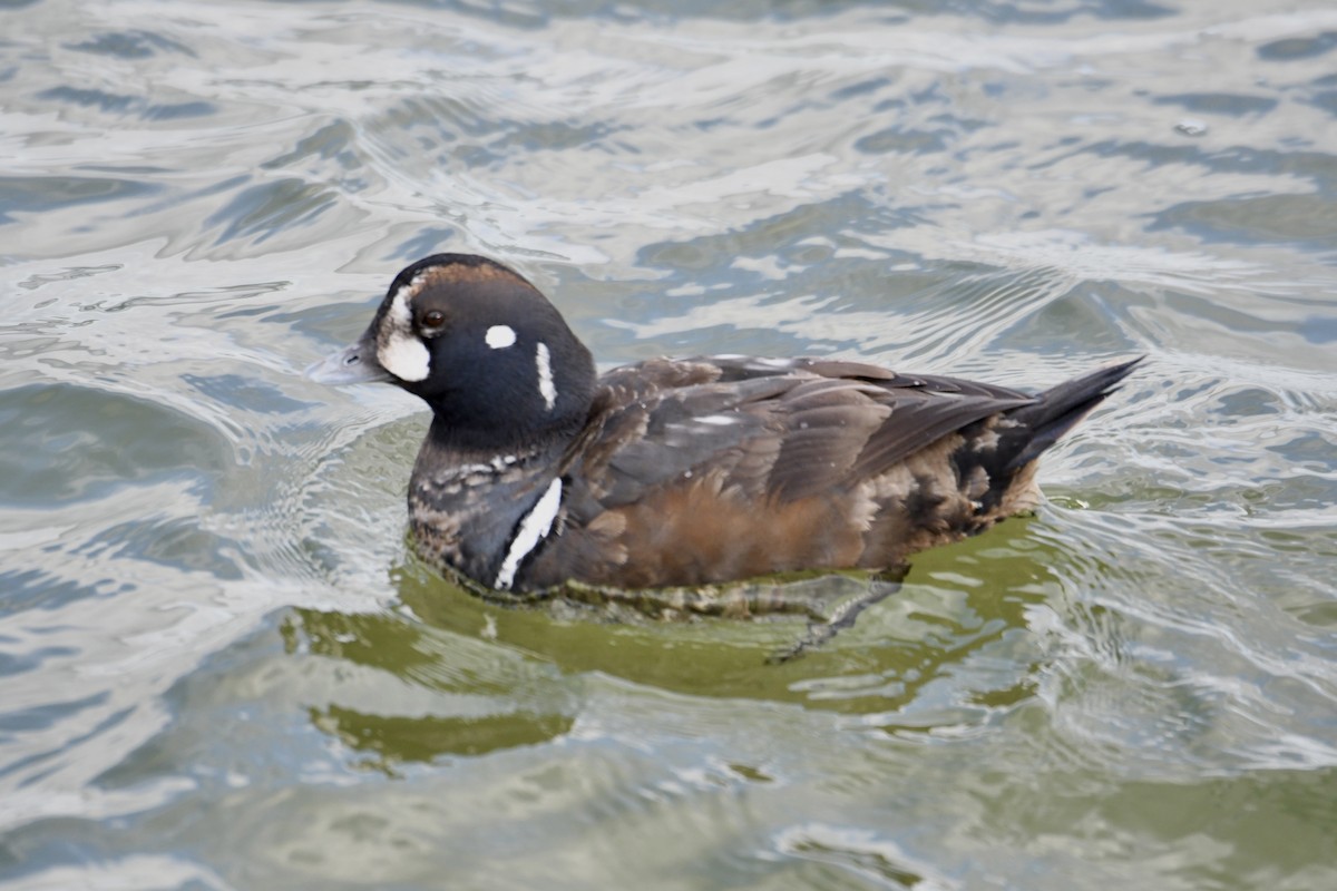 Palyaço Ördeği - ML647830910