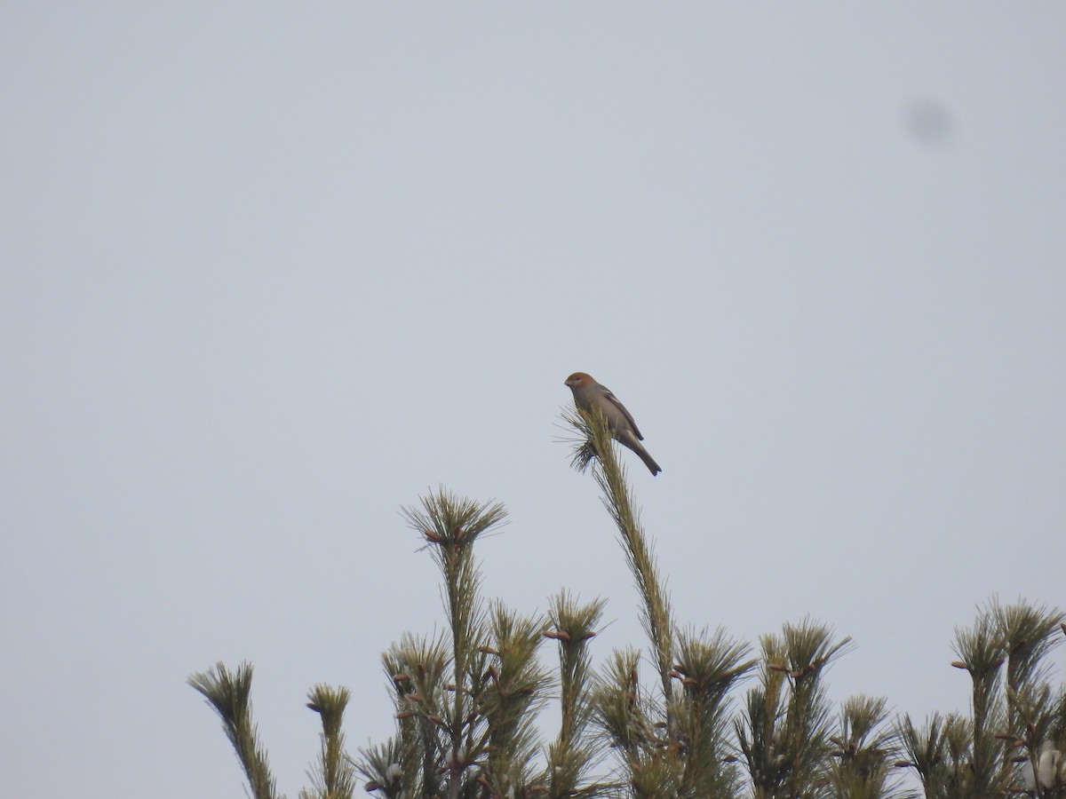 Pinu-gailupa - ML647830933