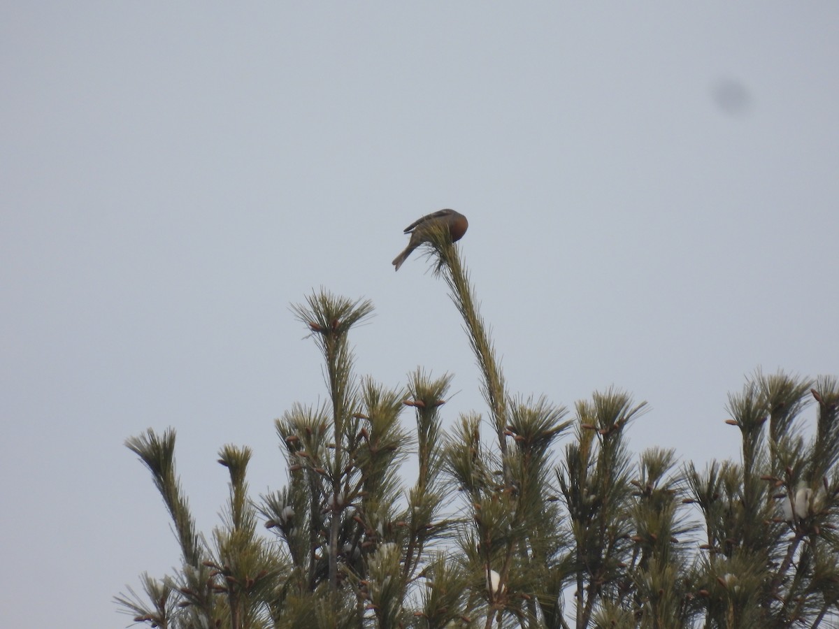 Pinu-gailupa - ML647830938