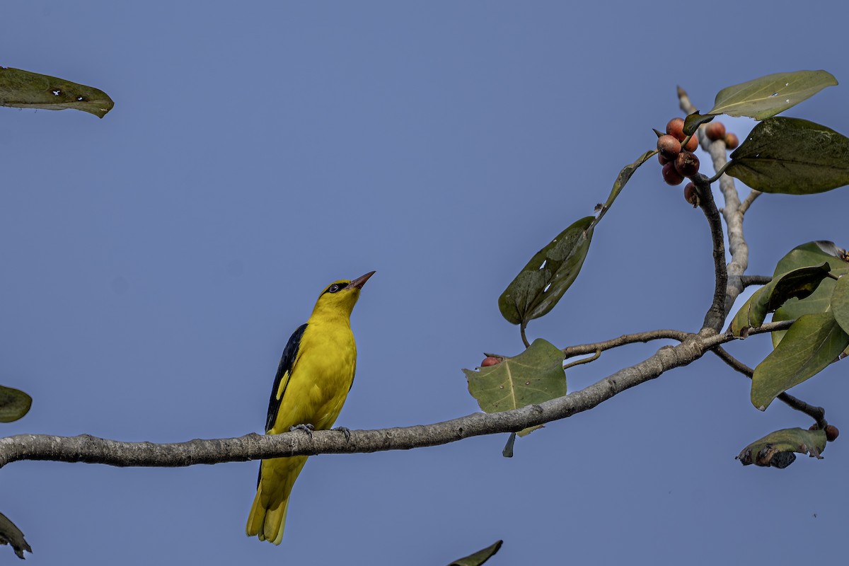 Loriot indien - ML647830939