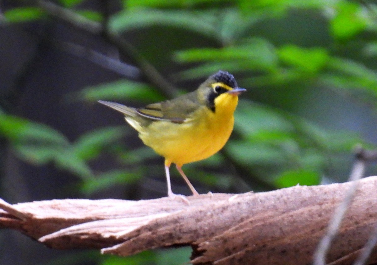 Kentucky Warbler - ML647830945