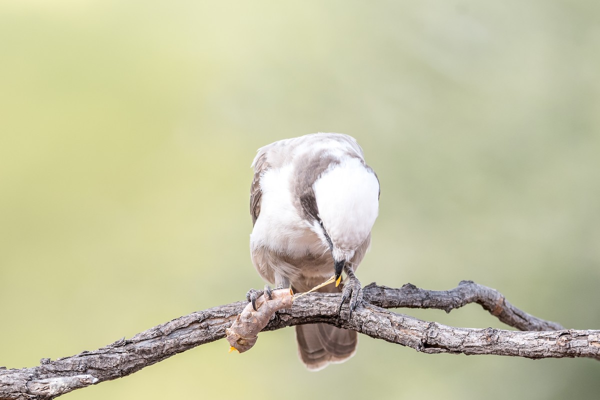 Ak Taçlı Örümcekkuşu - ML647830972