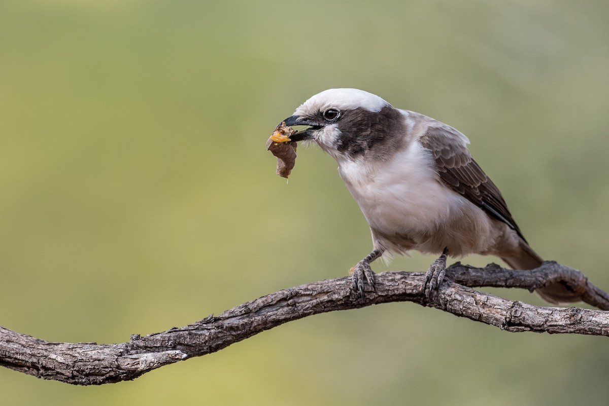 Ak Taçlı Örümcekkuşu - ML647830976