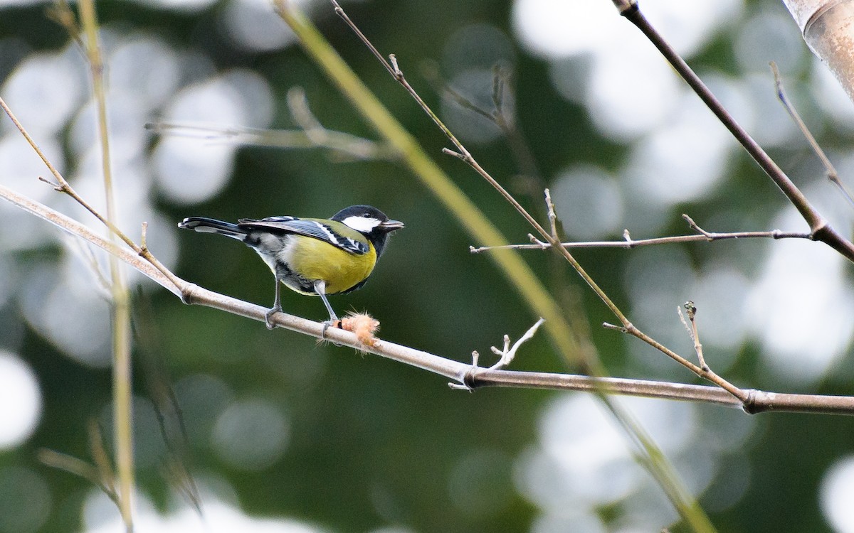 Mésange montagnarde - ML647830989