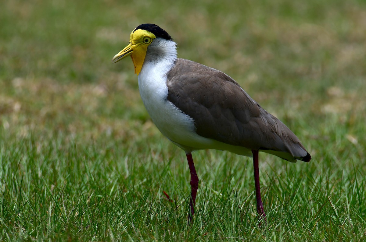 Hegabera maskaraduna - ML647830998