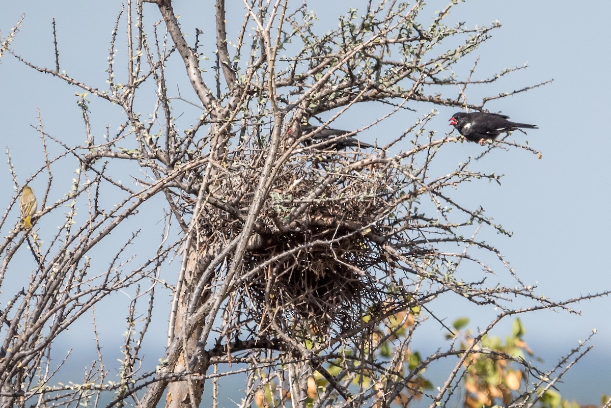Alecto à bec rouge - ML647831000