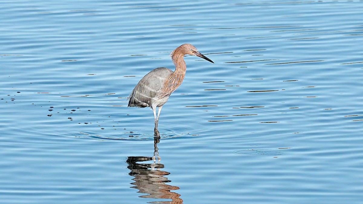 Garceta Rojiza - ML647831002