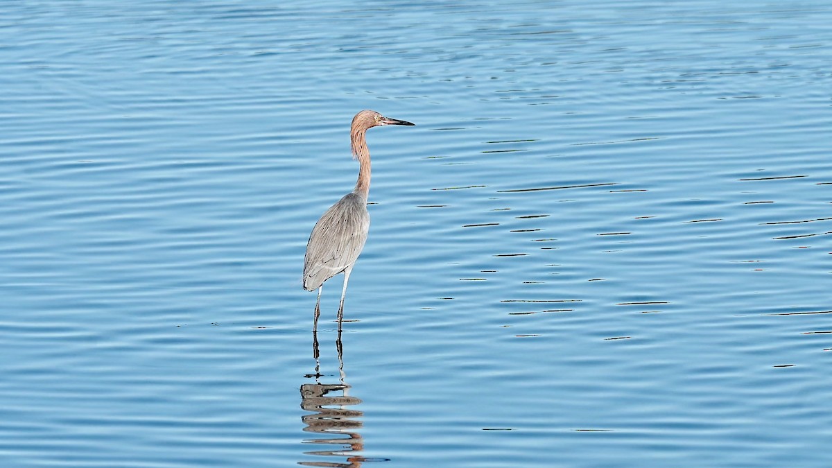 Aigrette roussâtre - ML647831003